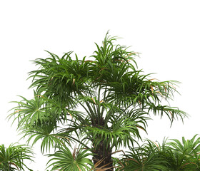 palm Tree leaves isolated white background. also known as the European fan palm, chamaerops humilis, Phoenix roebelenii, dwarf date palm, pygmy date palm, windmill palm, robellini palm, Chusan palm.