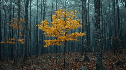 Obraz premium Golden Autumn Tree in a Dark Misty Forest