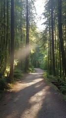 Fototapeta premium Serene Forest Pathway Surrounded by Lush Greenery and Sunlight