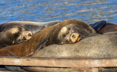 Obraz premium Sea Lions on a dock out at Moss Landing Harbor