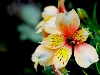 Alstroemeria flowers, also known as Peruvian lilies or Inca lilies, are a genus of flowering plants native to South America.