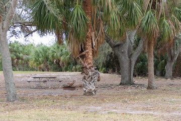 Picnic Table for camping in a Florida RV Park