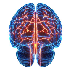A digital illustration of a human brain with glowing neural connections.