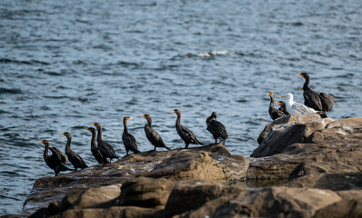 Obraz premium A seagull in a flock of cormorants