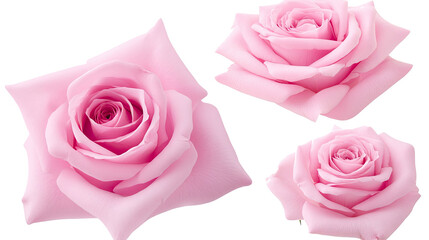Fototapeta premium Pink Roses on Transparent Background Generative AI