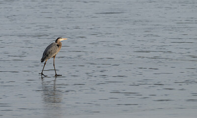 Great blue heron walking on a frozen lake in winter.