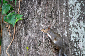 energetic squirrel