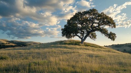 Lone oak tree on hilltop, sunset sky, grassy field, nature scene, peaceful landscape