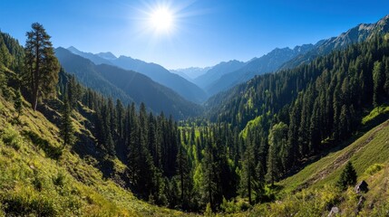 Obraz premium Sunny Valley's Sunrise, Mountain Vista, Coniferous Forest