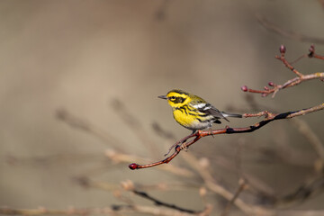 Warbler on Branch (Townsends Warbler)
