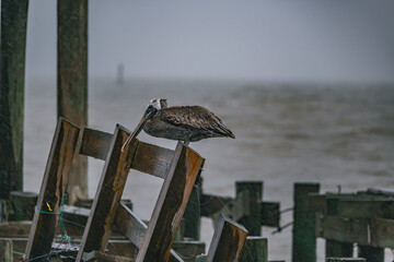 wildlife in storm