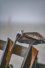 wildlife in storm