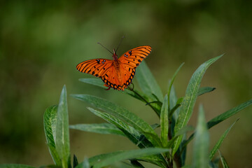 butterfly on a flower © Hermes Photography 
