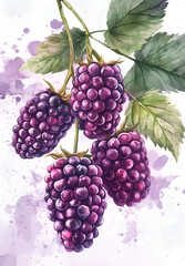 Fototapeta premium watercolor style of raspberries on white