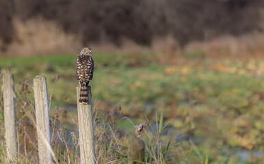 A sharp-shinned hawk 