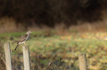 A sharp-shinned hawk 