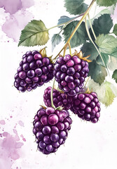 Fototapeta premium watercolor style of raspberries on white