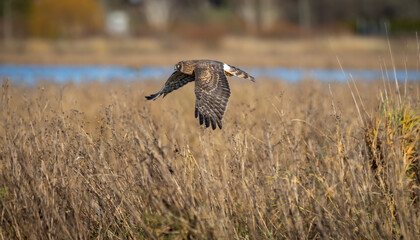 A northern harrier 