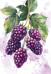 watercolor style of raspberries on white