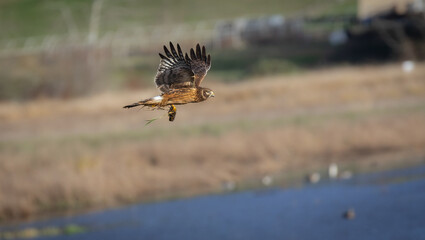 Obraz premium A northern harrier 