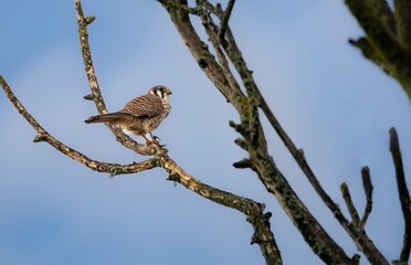 An american kestrel 