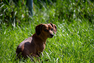 dachshund