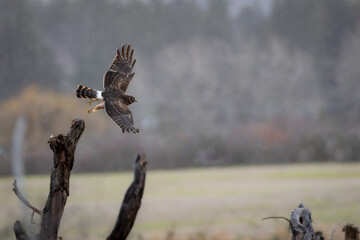 A northern harrier 