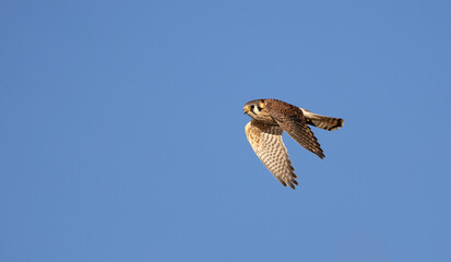 A bird of prey, the American kestral 