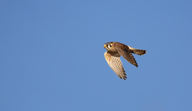A bird of prey, the American kestral " Falco sparverius " , flying against a blue sky.
