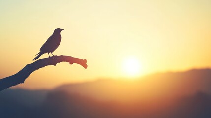 Naklejka premium Silhouette bird sunset branch hilltop peaceful nature