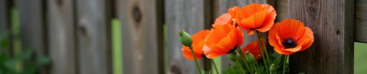 Fototapeta premium A bundle of fresh picked poppies against a rustic wooden fence in England, flower arrangement, bouquet, orange