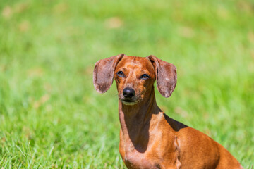 dachshund