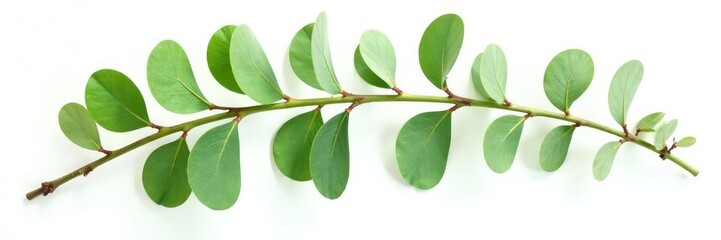 Foliage isolated on white background green eucalyptus branch, green, foliage, nature