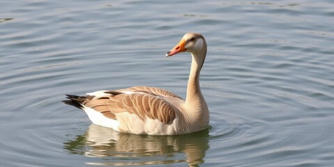 Obraz premium Egyptian Goose Alopochen aegyptiaca in Water, wetlands, aviary, egypt