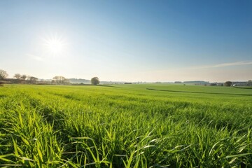 Field under bright sunlight with lush green grass stretching out into the distance, green grass, sunlight, sports field, green landscape, stadium background