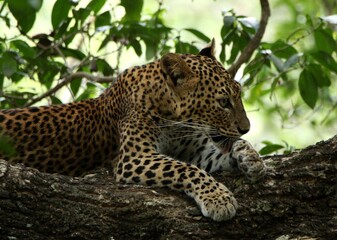 Sri Lankan Leopard in the Wild, Sri Lanka 