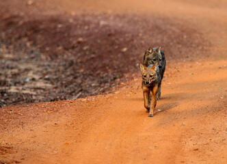 The Golden Jackal in the Wild, Sri Lanka 