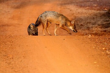 The Golden Jackal in the Wild, Sri Lanka 