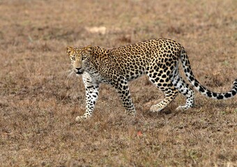 Sri Lankan Leopard in Wilpattu National Park. 