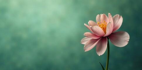 Soft charcoal flower blooms against a muted green background , patterns, minimalist