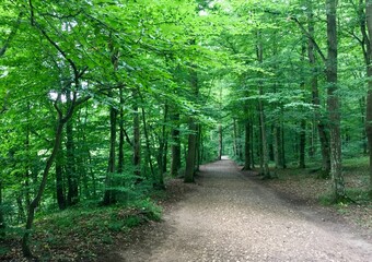 Fototapeta premium Caminho na floresta.