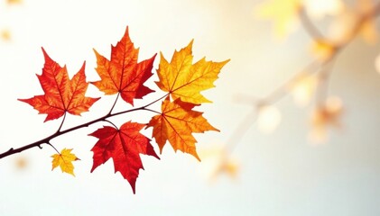 Obraz premium Autumn branch with colorful leaves isolated on white background , seasonal decoration, tree branches