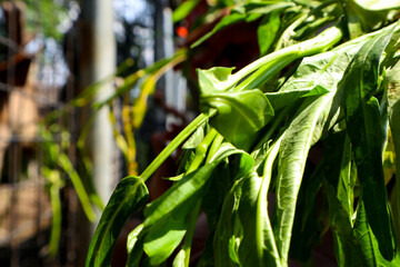 Tie water spinach other vegetables in traditional markets    