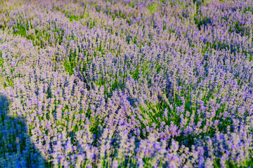 Fototapeta premium Summer blooming flower. Blooming flower field. Field of lavender. Lavender flower in summer. France Provence field. Purple lavender bloom in nature. Composition of nature. Floral atmosphere
