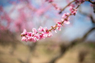 pruned blooming pink peach tree blossoms in spring at an orchard in southern Maryland USA
