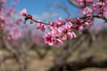 pruned blooming pink peach tree blossoms in spring at an orchard in southern Maryland USA