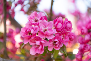 Fototapeta premium macro photo of springtime sakura blooming on branch. photo of springtime sakura bloom.