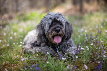 gray fluffy cockapoo resting in woodland wildflowers with tongue out in spring