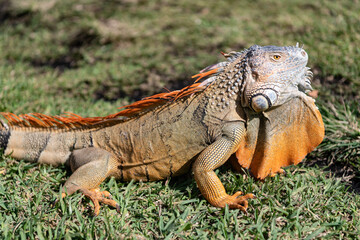 Exotic reptile animal. Wildlife fauna. Reptile animal in tropical rainforest. Wildlife zoo jungle. Iguana lizard in jungle. American iguana herbivorous lizard. Exotic iguana reptile. Iguana species