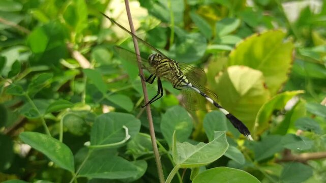 beautiful dragonfly